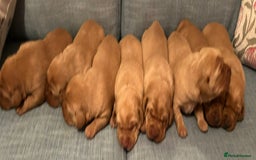 Labrador Retriever dogs for sale: Fox Red, Health Tested, KC Reg Lab Puppies - Advert 10