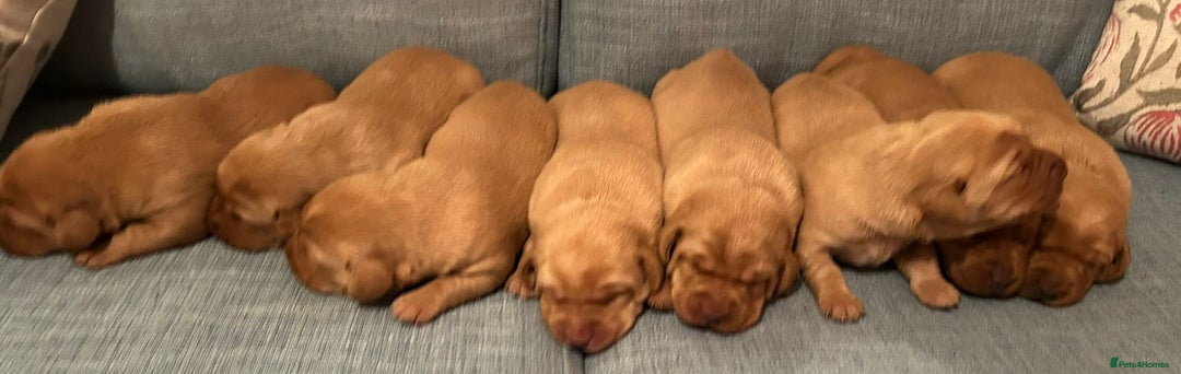 Labrador Retriever dogs for sale: Fox Red, Health Tested, KC Reg Lab Puppies - Advert 10
