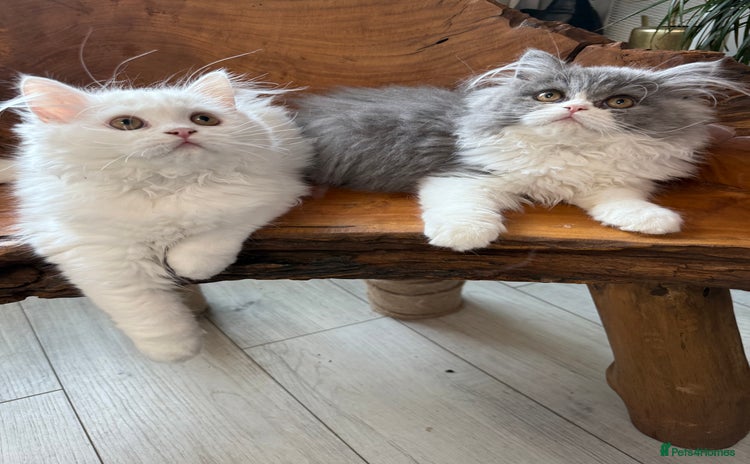 Persian cats in London - Advert 8