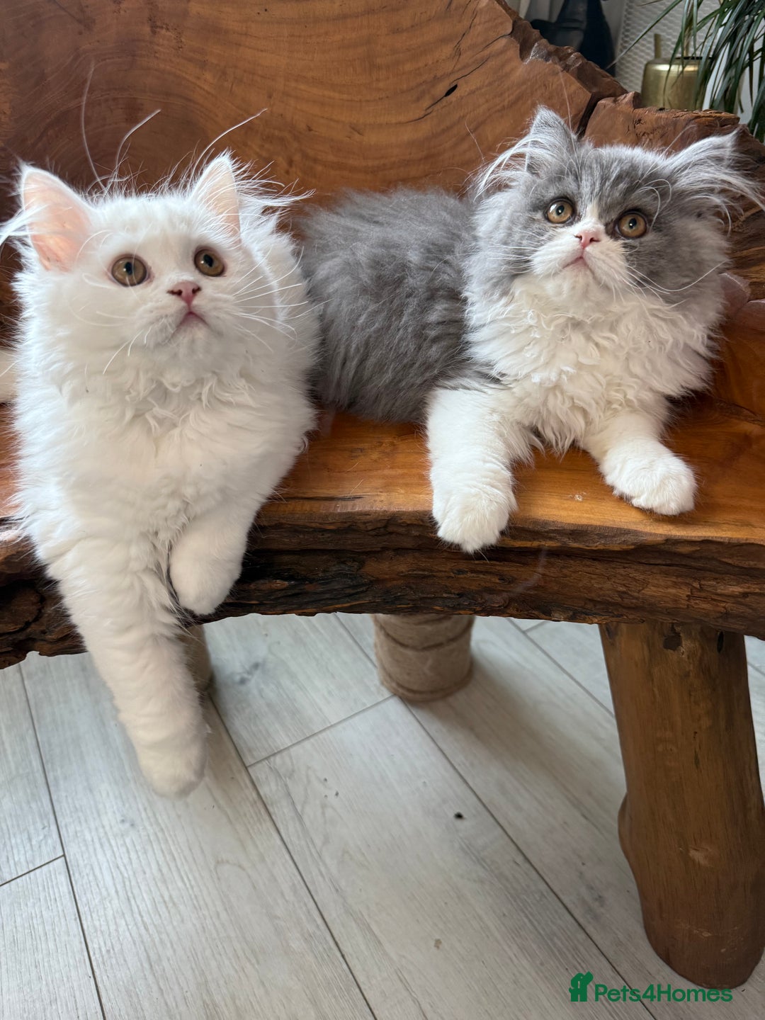 Persian cats for sale: Pure pedigree Persian kittens in London Chelsea  in London - Image 1