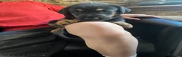 Mixed Breed dogs for sale: Dobermann  - Advert 19