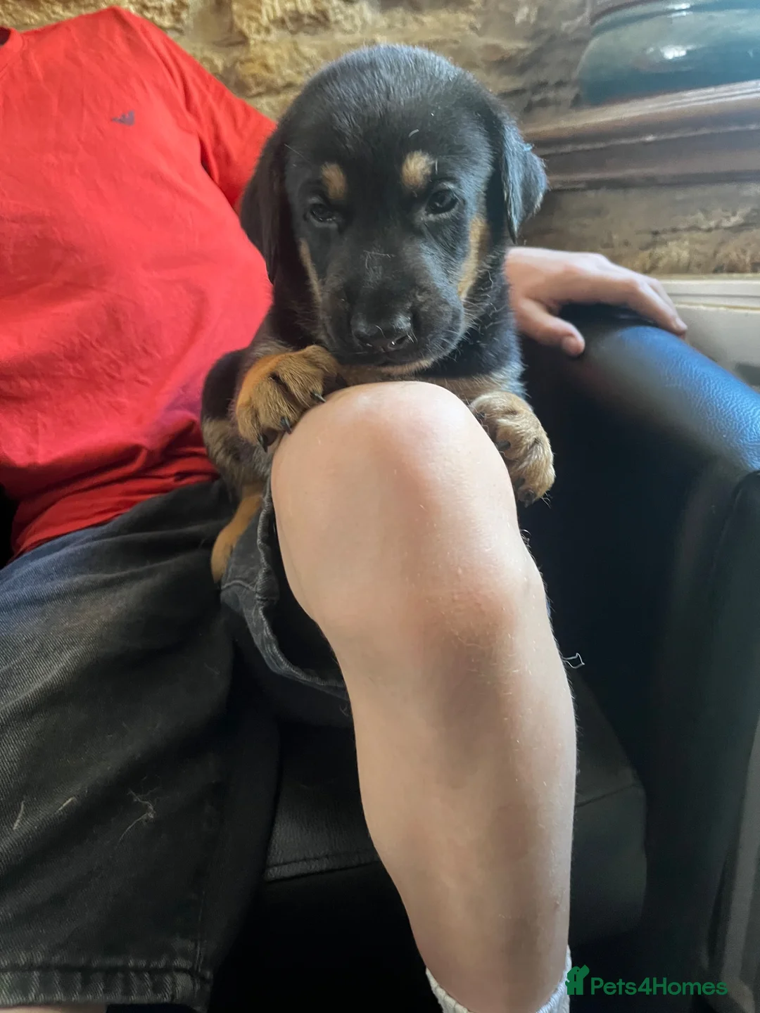 Mixed Breed dogs for sale: Dobermann  - Advert 19
