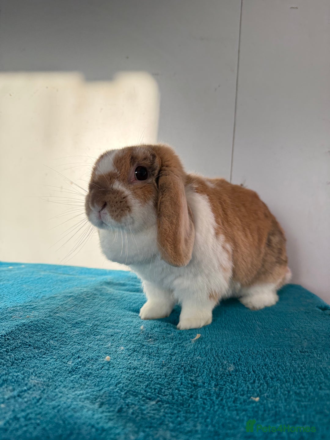 Mini Lop rabbits for sale: Adult female mini lop rabbit  - Advert 7
