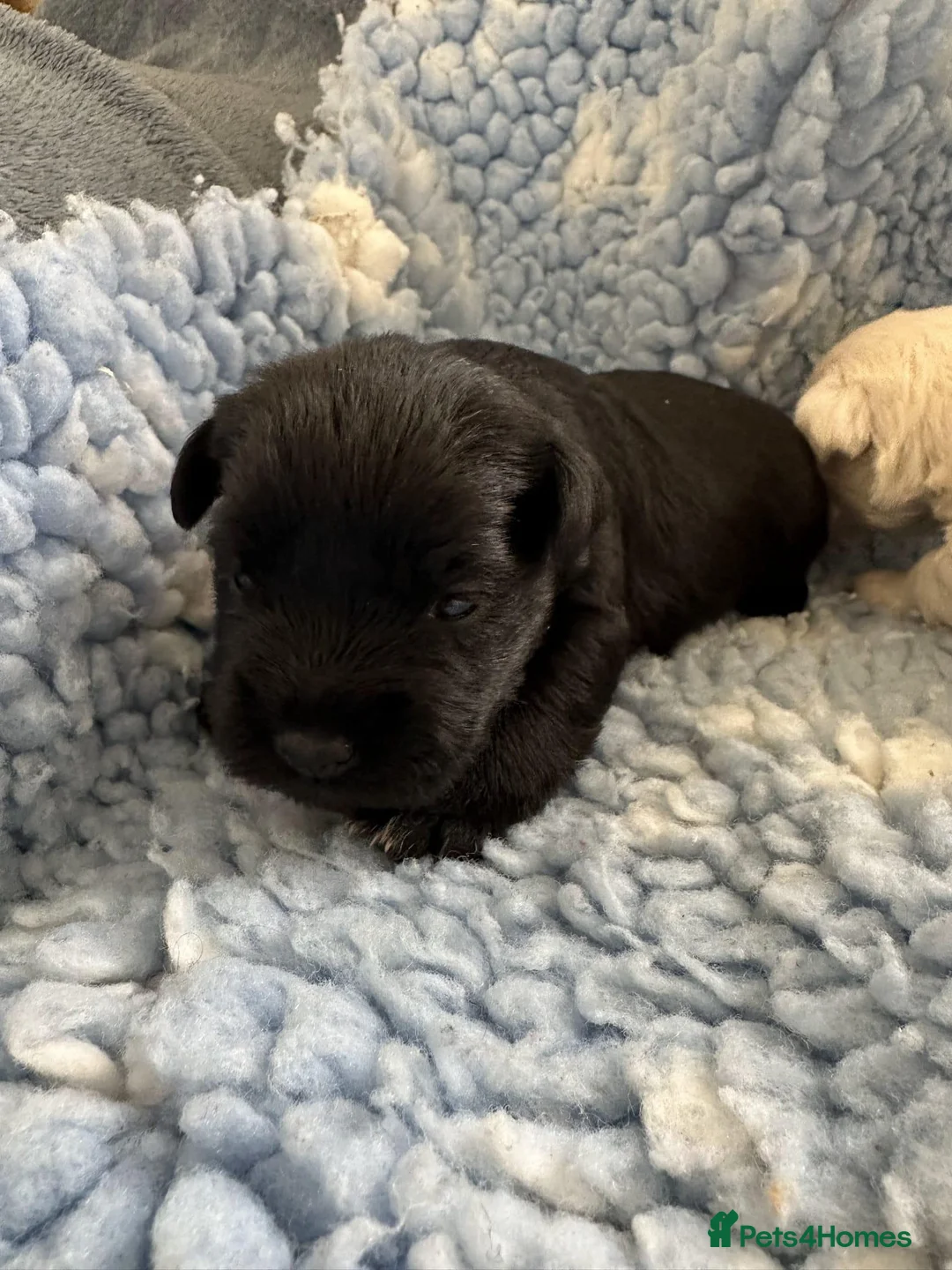 Miniature Schnauzer dogs for sale: KC Registered Miniature Schnauzer Puppies For Sale - Advert 2