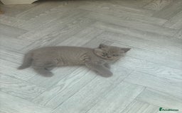 British Shorthair cats for sale: Lilic GCCF registered active champion lines  - Image 15
