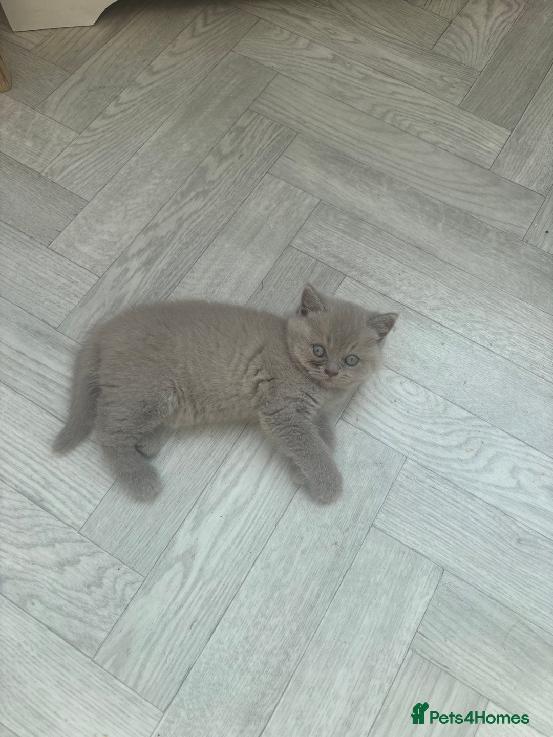 British Shorthair cats for sale: Lilic GCCF registered active champion lines  - Image 15