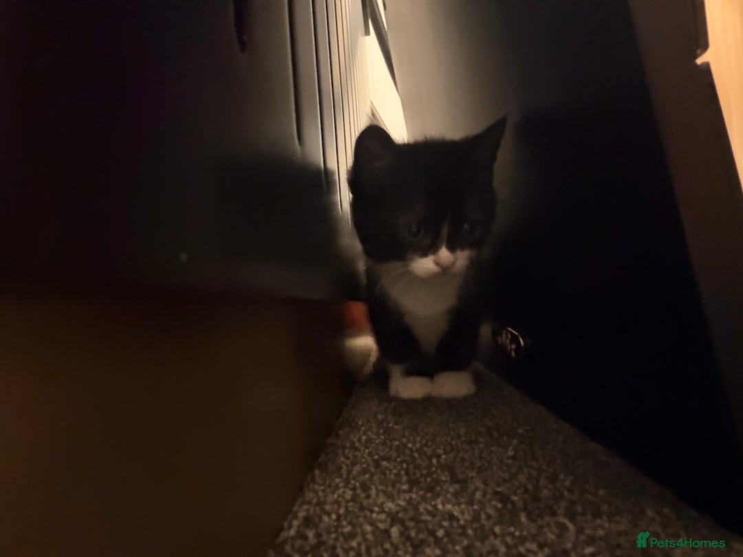 Scottish Fold cats for sale: Scottish / Mixed breed - Advert 7