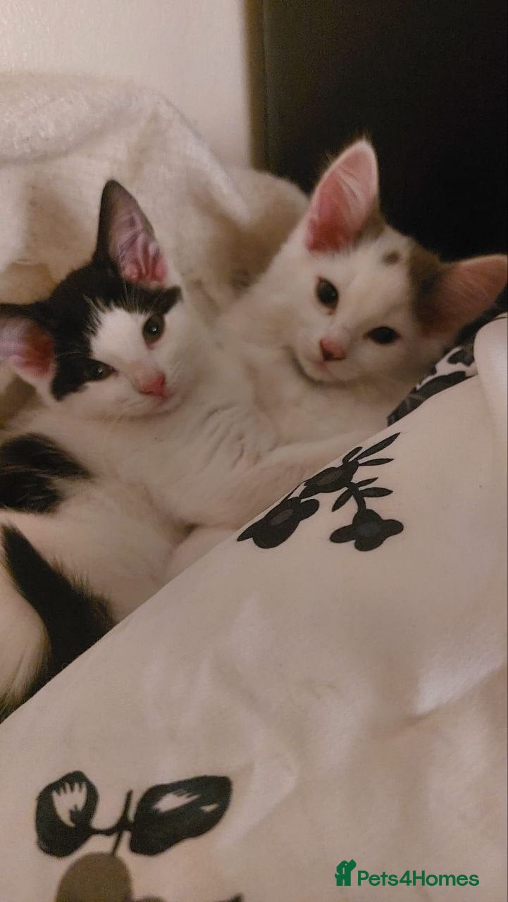 Mixed Breed cats Two kittens, one male and one female, mixed breed. - Advert 5