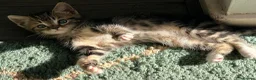 Mixed Breed cats for sale: Two male kittens available from 23rd August  in Worcester - Advert 6