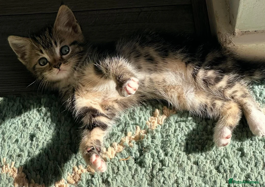 Mixed Breed cats for sale: Two male kittens available from 23rd August  in Worcester - Advert 6