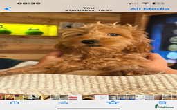 Irish Doodle dogs for sale: Irish Doodle cross miniature poodle f1b pups  - Image 6