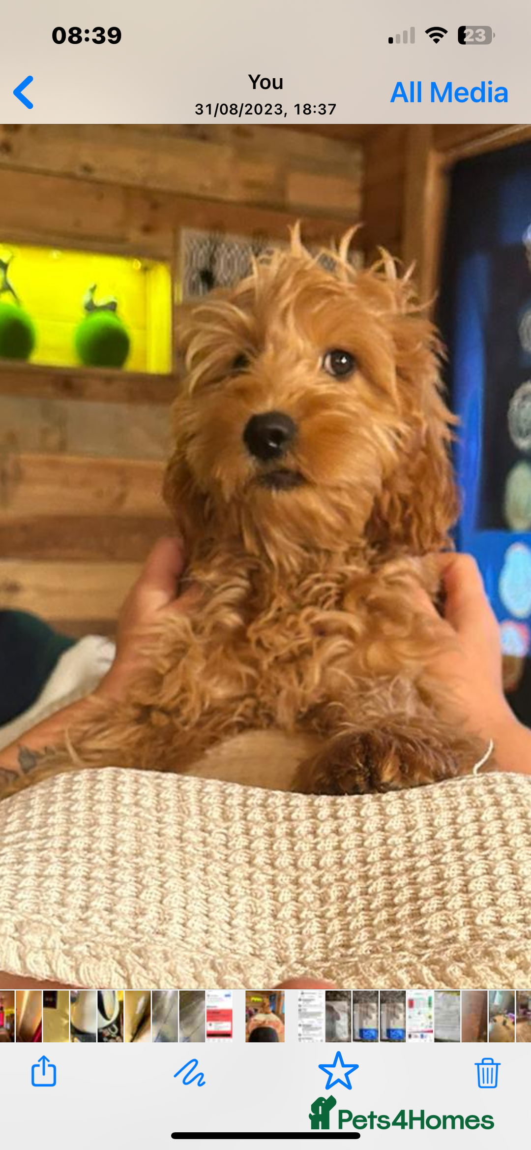 Irish Doodle dogs for sale: Irish Doodle cross miniature poodle f1b pups  - Image 6
