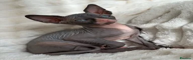 Sphynx 1