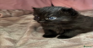 Mixed Breed cats - Advert 7