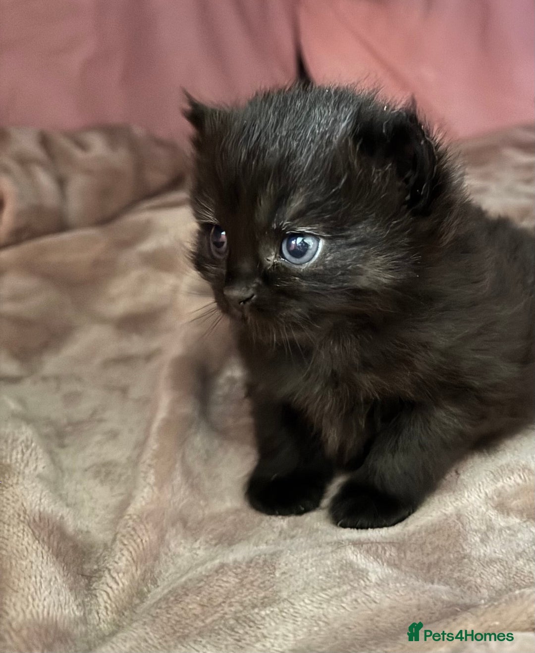 Mixed Breed cats for sale: Beautiful Fluffy Black Female Kitten  - Image 2