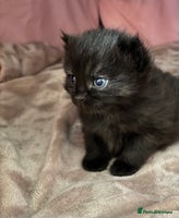 Mixed Breed cats - Advert 5