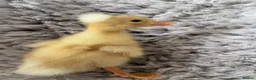 Ducks poultry for sale: 2 ducklings white crested and Cayuga x crested  - Advert 5