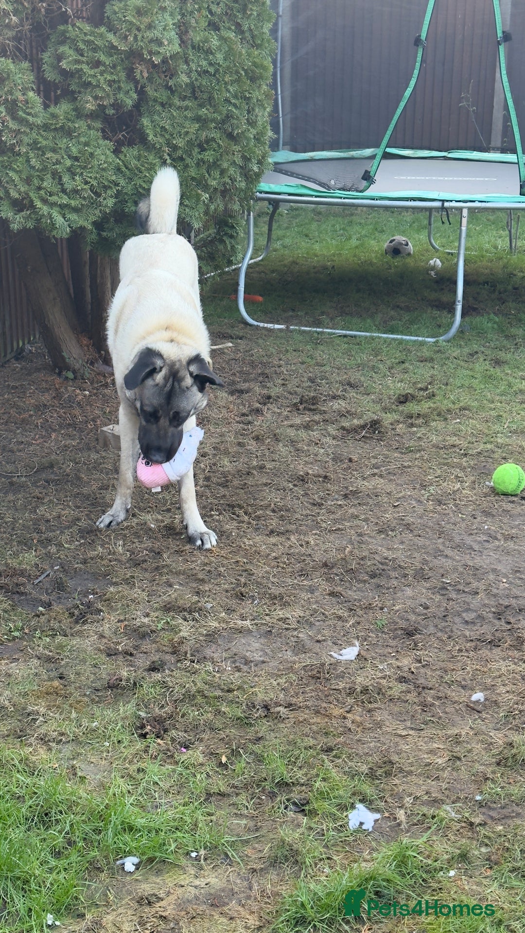 Turkish Kangal dogs for sale: Turkish kangal - Advert 8