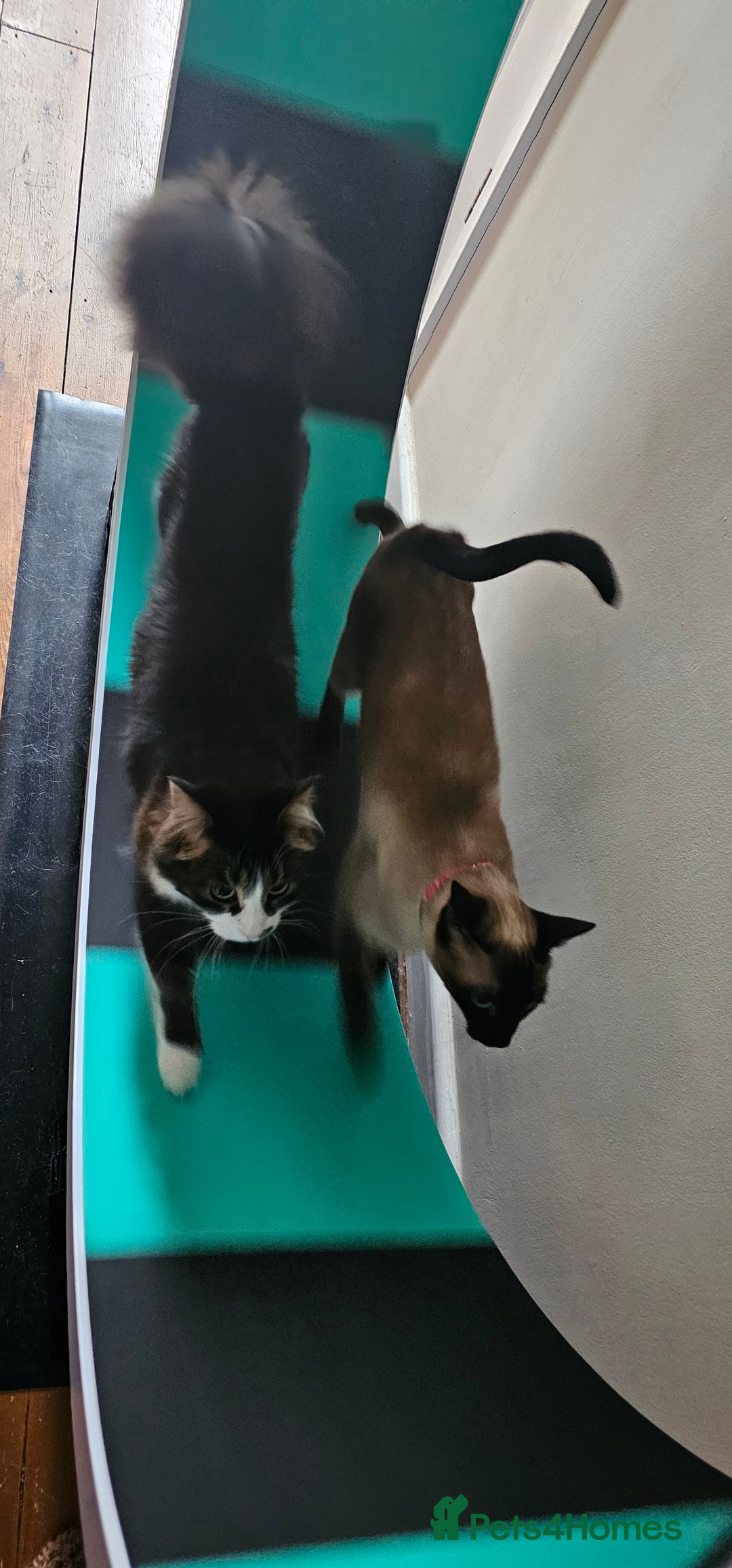 Mixed Breed cats for sale: Unique mixed breed stunning girl - Image 7