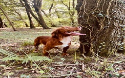 Cocker Spaniel dogs for sale: KC Reg Fox Red Working Cocker Spaniel Male  - Image 7