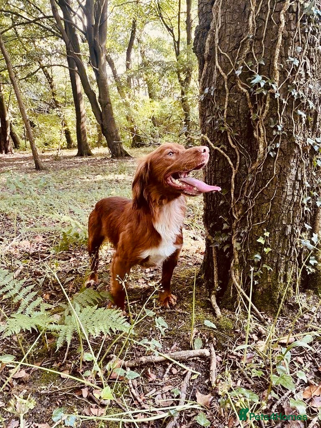 Cocker Spaniel dogs for sale: KC Reg Fox Red Working Cocker Spaniel Male  - Image 7
