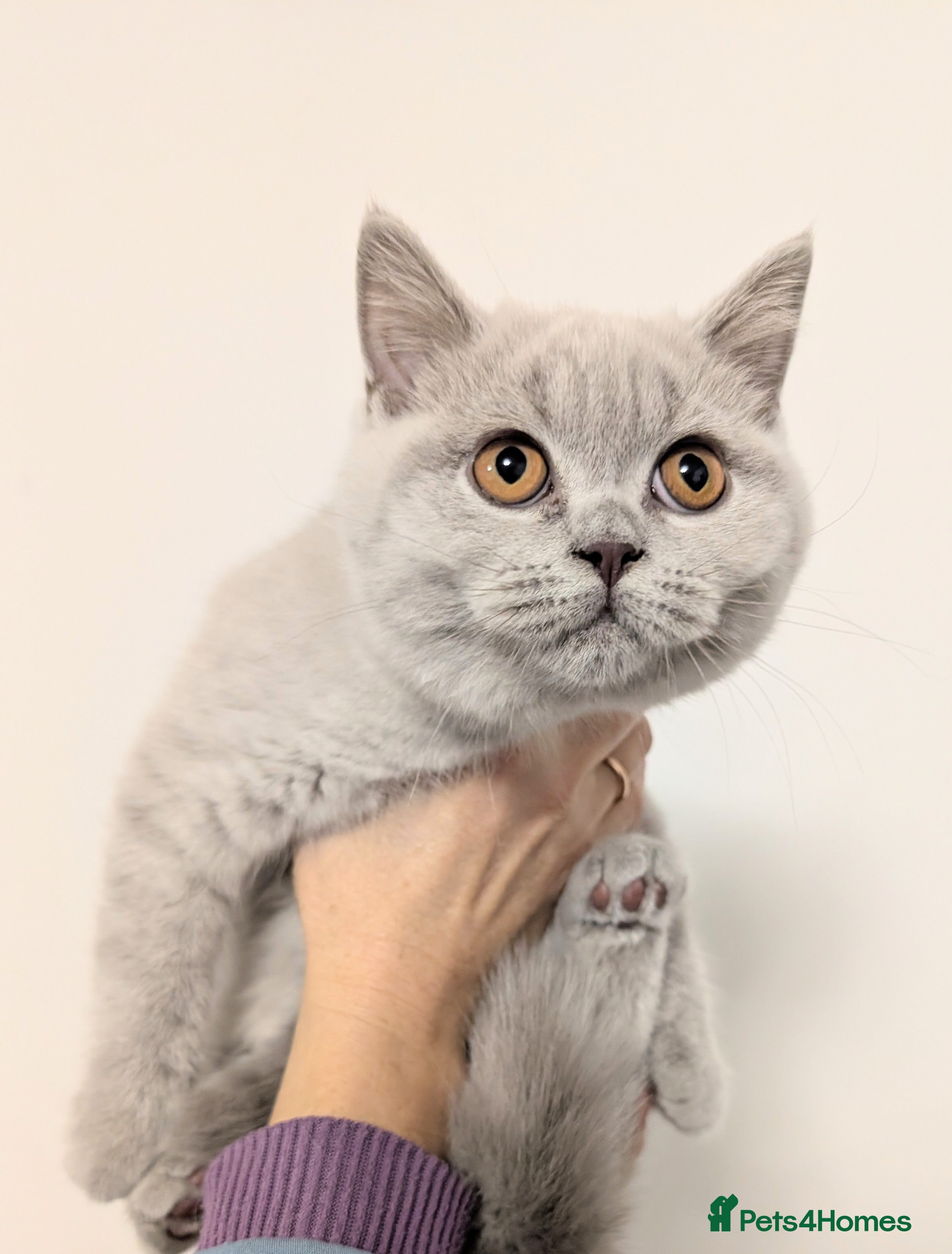 Scottish Fold cats Kitten is looking for new home 🏡 - Advert 2