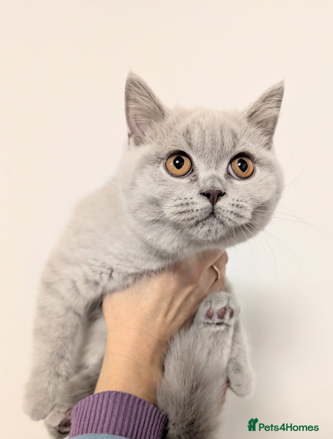 Scottish Fold cats for sale: Kitten is looking for new home 🏡 - Advert 1
