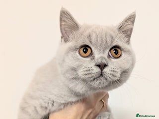 Scottish Fold cats Kitten is looking for new home 🏡 - Advert 5