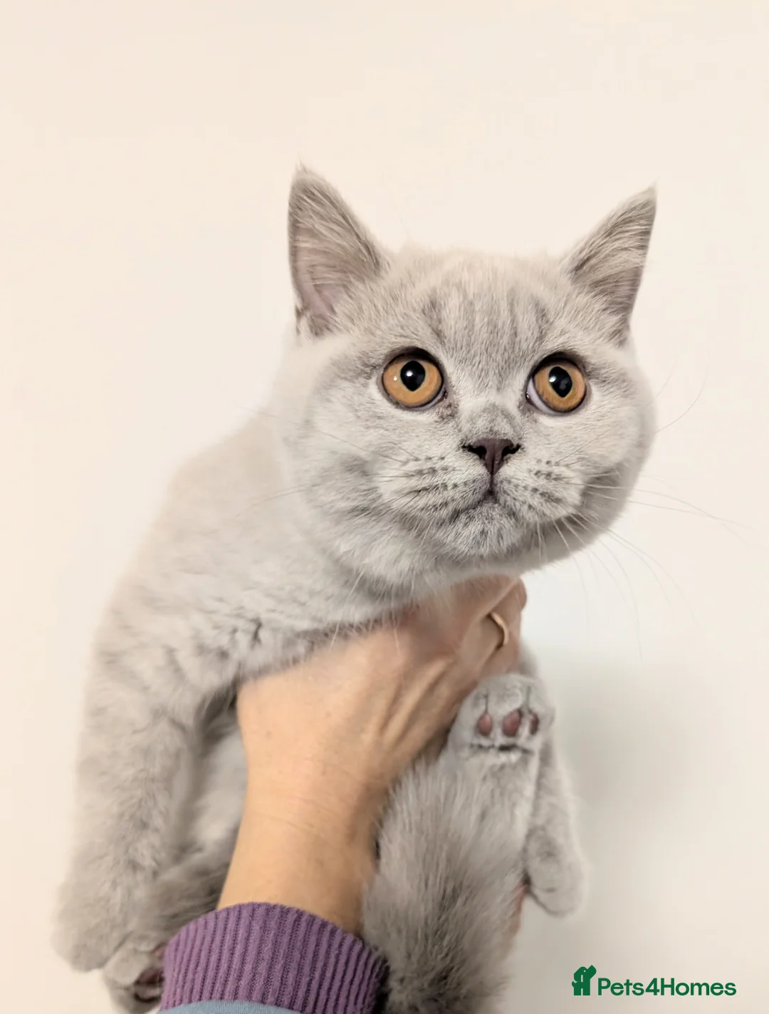 Scottish Fold cats for sale: Kitten is looking for new home 🏡 - Advert 1