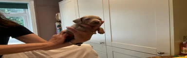 Dachshund Puppy 5