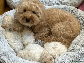 Poochon dogs - Advert 1