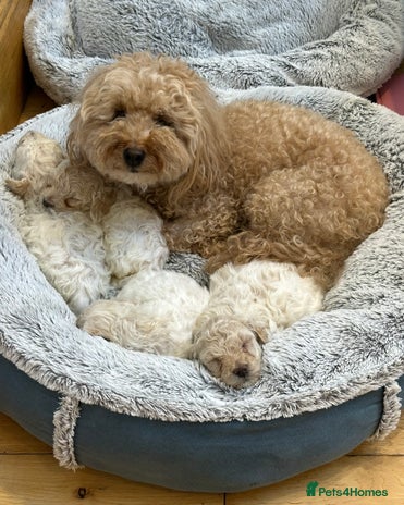 Poochon dogs - Advert 1