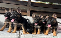 German Shepherd dogs for sale: Outstanding KC german shepherd puppies - Image 2