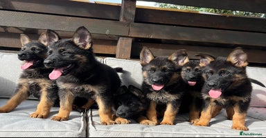 German Shepherd dogs - Advert 6