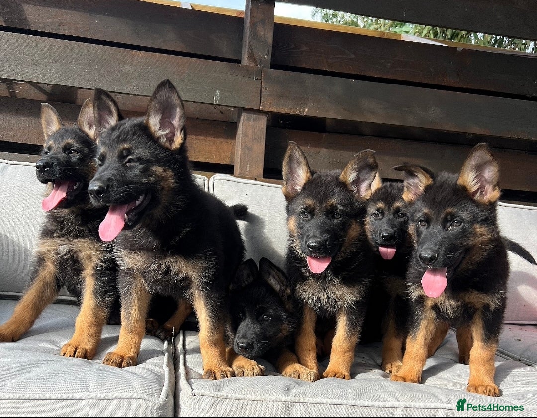German Shepherd dogs for sale: Outstanding KC german shepherd puppies - Image 2