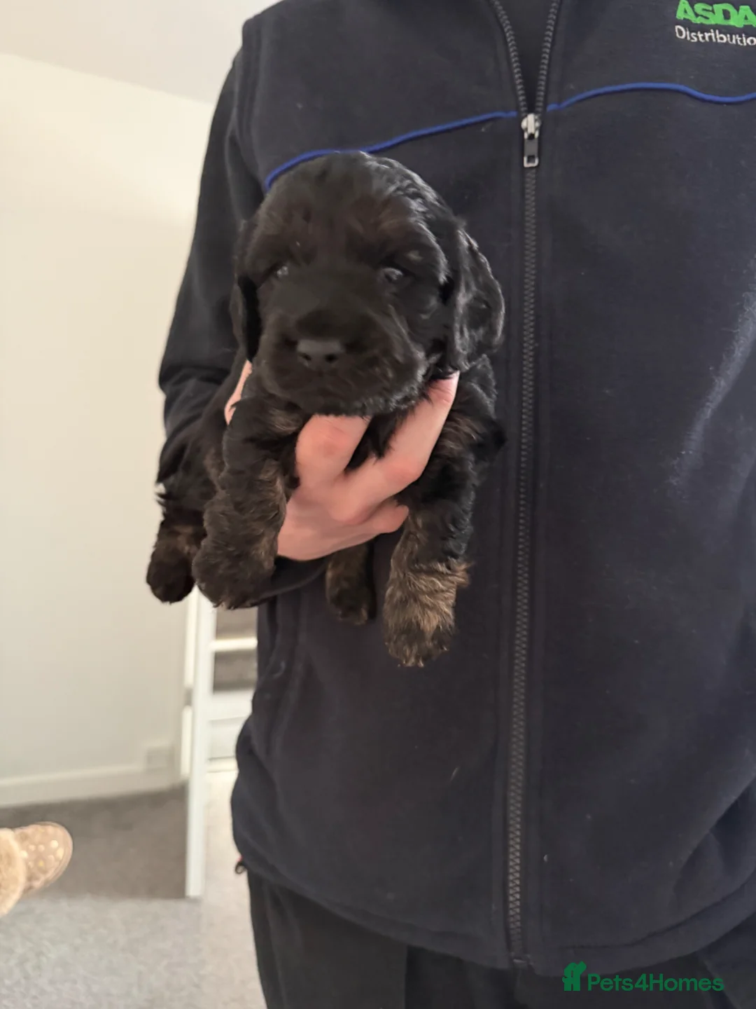 Mixed Breed dogs for sale: Doxiepoo x Cockapoo  - Advert 2