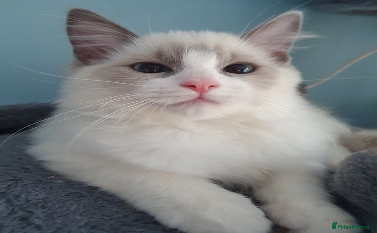 Ragdoll cats - Advert 7