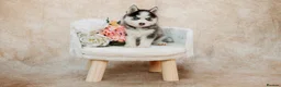Pomsky dogs for sale: F3 Pomsky Puppies - all blue eyed  - Advert 29