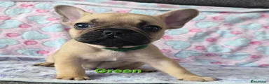 Green Collar