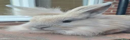 Lionhead rabbits for sale: Male Lionhead for sale in Eastbourne - Advert 3