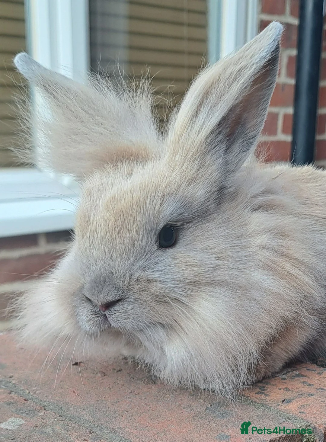 Lionhead rabbits for sale: Male Lionhead for sale in Eastbourne - Advert 3