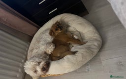 Shih Tzu dogs for sale: Femal Shiztu pup for sale  - Advert 4