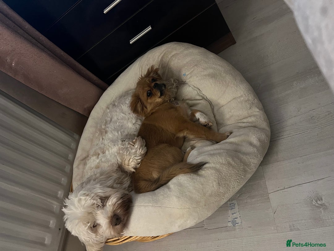 Shih Tzu dogs for sale: Femal Shiztu pup for sale  - Advert 4