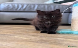 Mixed Breed cats for sale: Ragdoll and Maine Coon crossed  - Image 22