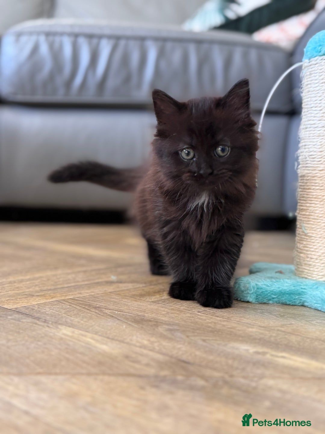 Mixed Breed cats for sale: Ragdoll and Maine Coon crossed  - Image 22