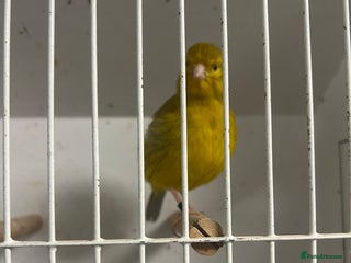 Mixed Breed birds Canaries, cockatiels budgies - Advert 5