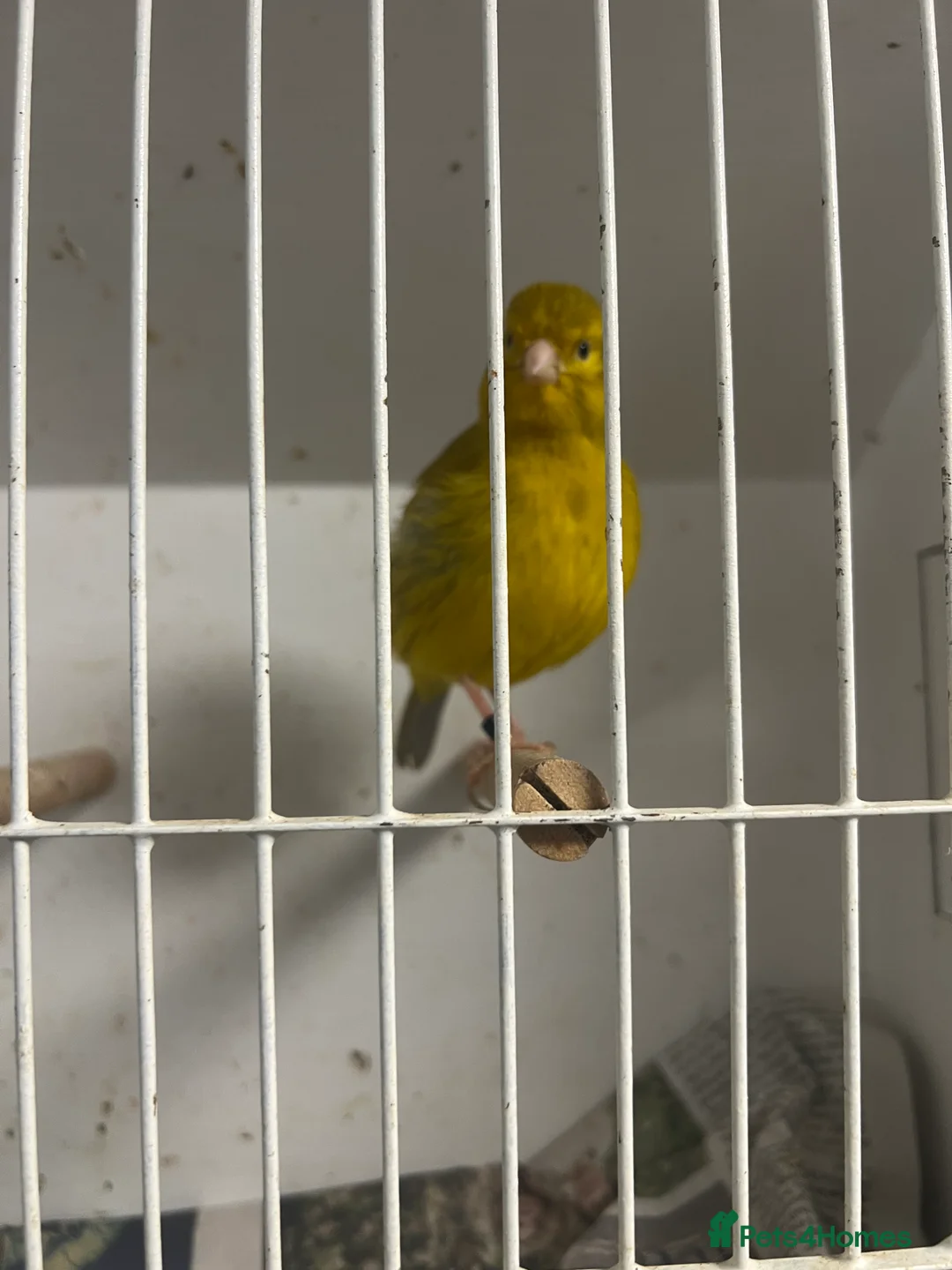 Mixed Breed birds for sale: Canaries, budgies - Advert 1