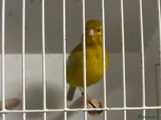 Mixed Breed birds Canaries, budgies - Advert 5