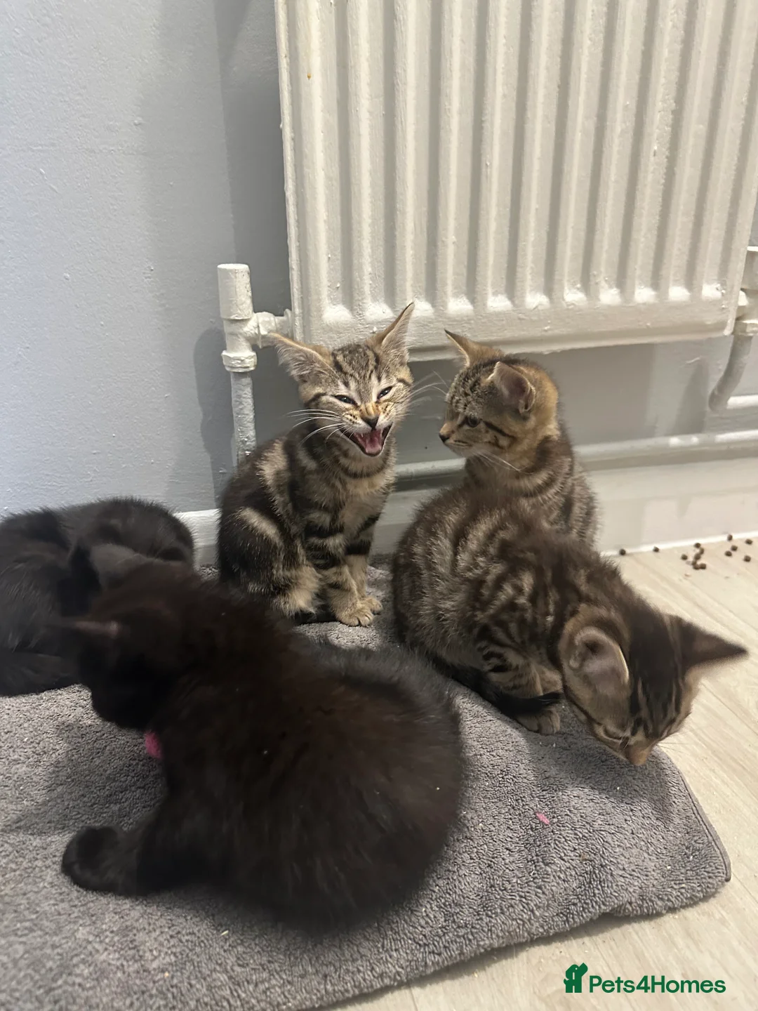 Maine Coon cats for sale: Maine coon cross Kittens 🐱  - Advert 15