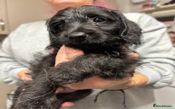 Doxiepoo dogs for sale: doxipoo puppies READY NOW - Image 7